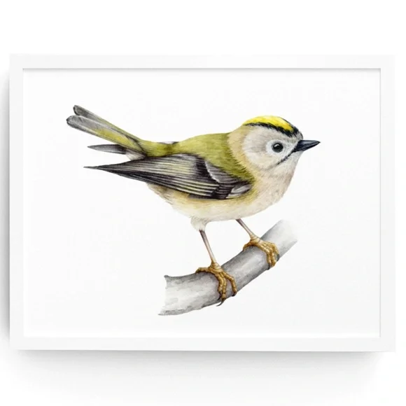 Yellow Crowned Kinglet Bird Wall Art Watercolor Illustration Print Unframed - Picture 1 of 5